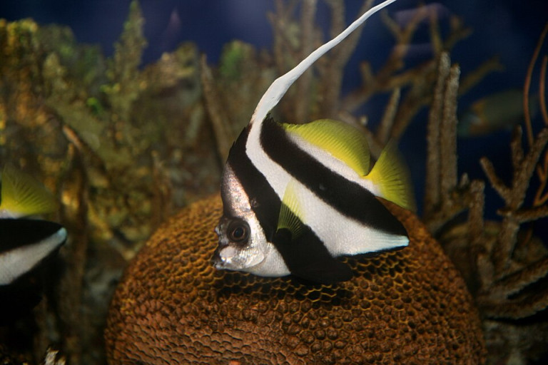 Schooling Bannerfish - Heniochus diphreutes