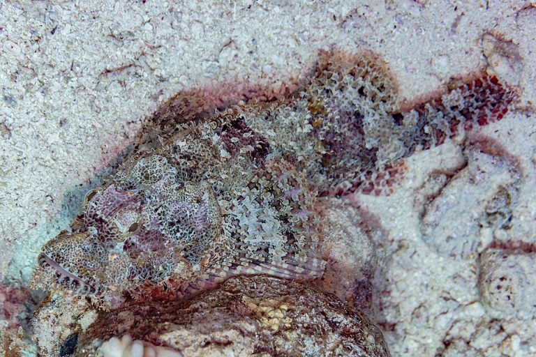Tassled Scorpionfish - Scorpaenopsis oxycephala