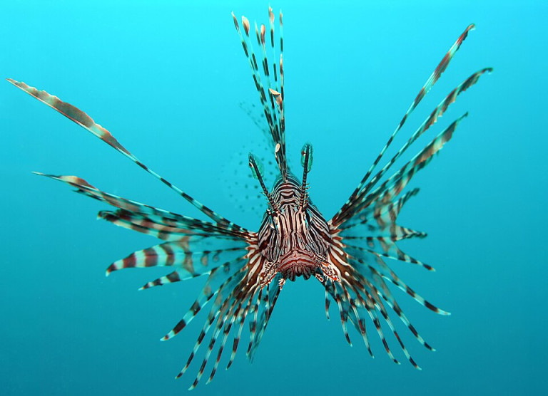 Lionfish - Pterois volitans