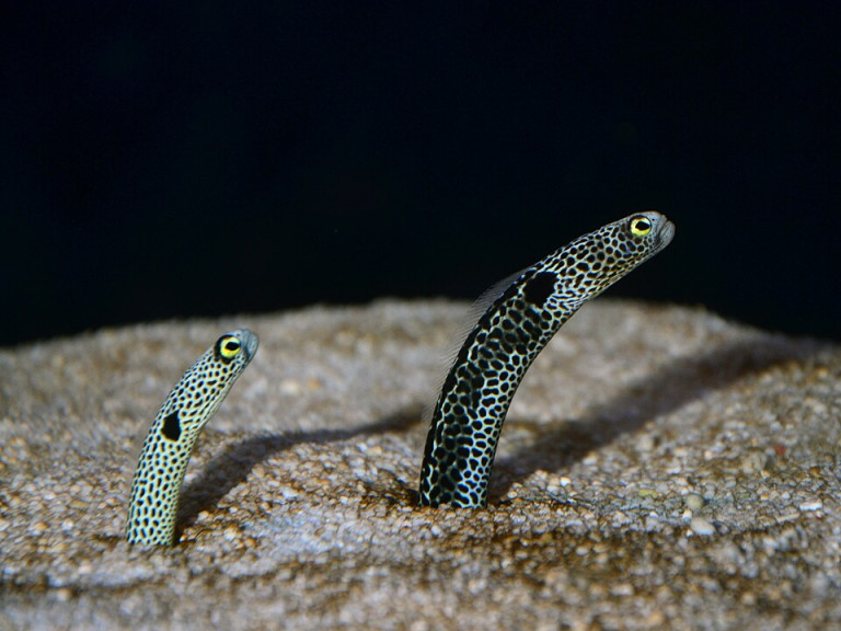 Spotted Garden Eel - Heteroconger hassi