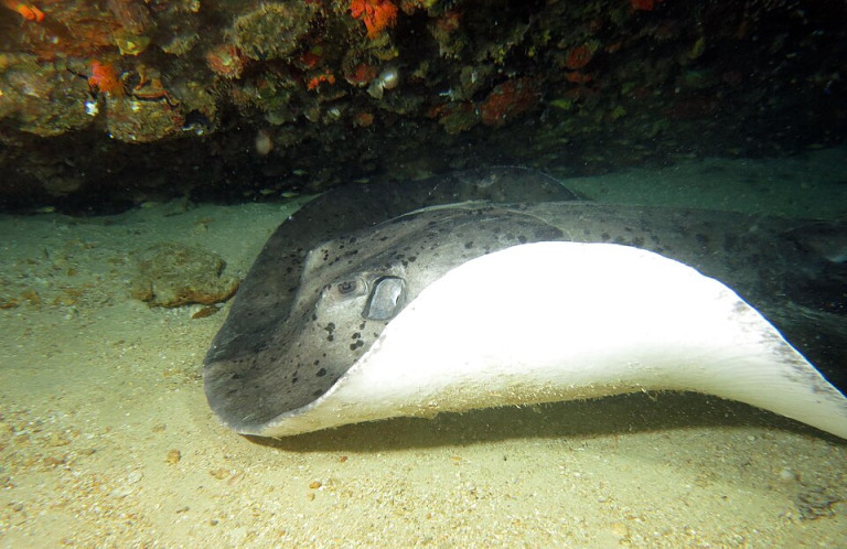 Marble Ray - Taeniura meyeni