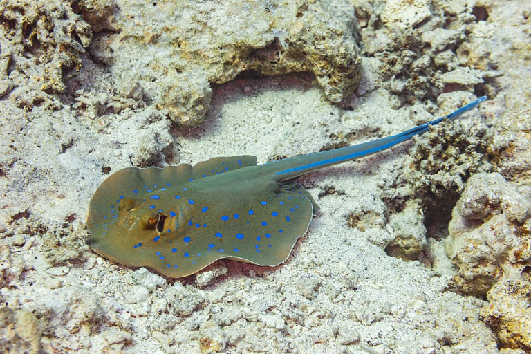 Blue-Spotted Stingray - Taeniura lymma
