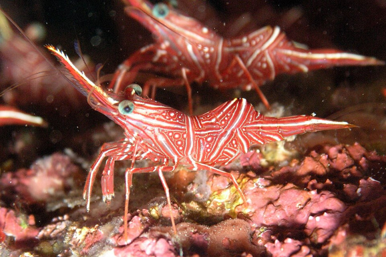 Durban Dancing Shrimp - Rhynchocinetes durbanensis