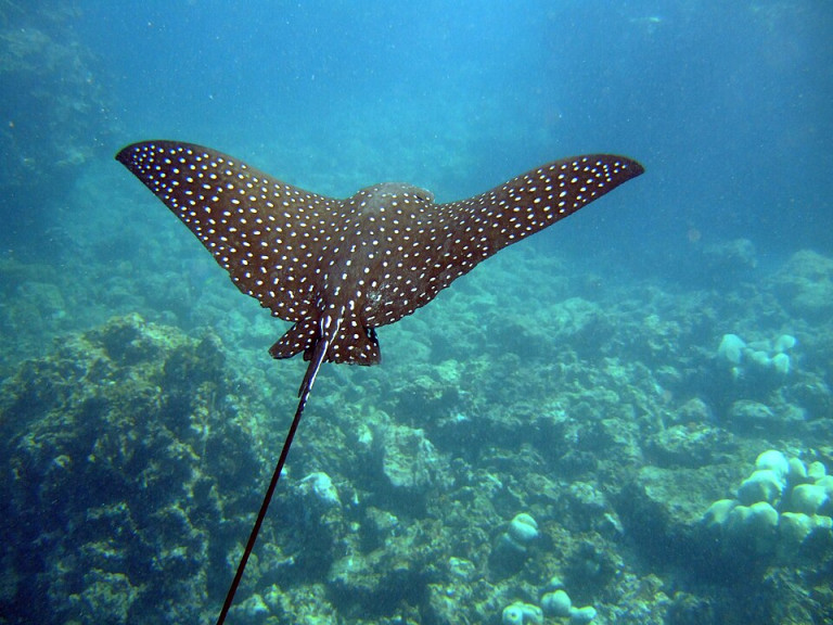 Spotted Eagle Ray - Aetobatus narinari