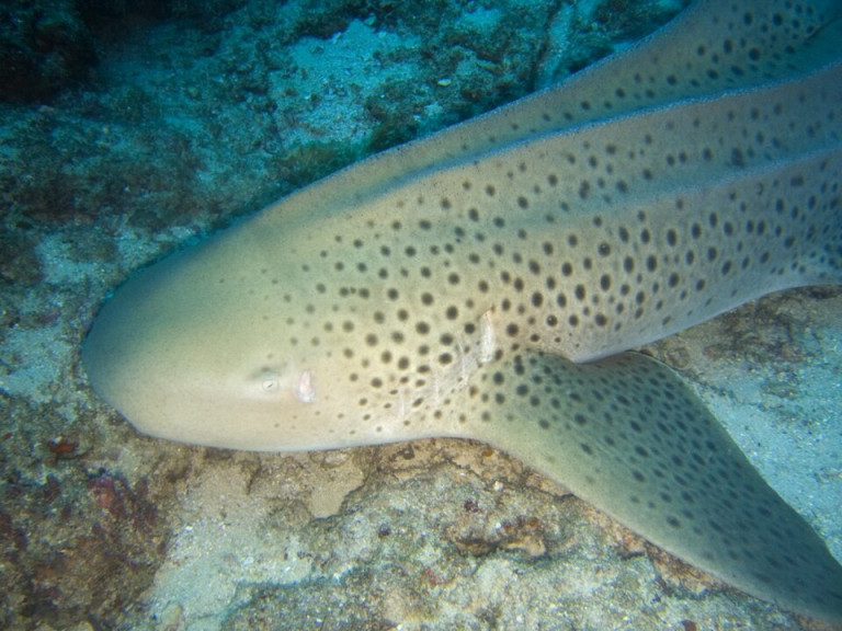 Leopard (Zebra) Shark - Stegostoma fasciatum
