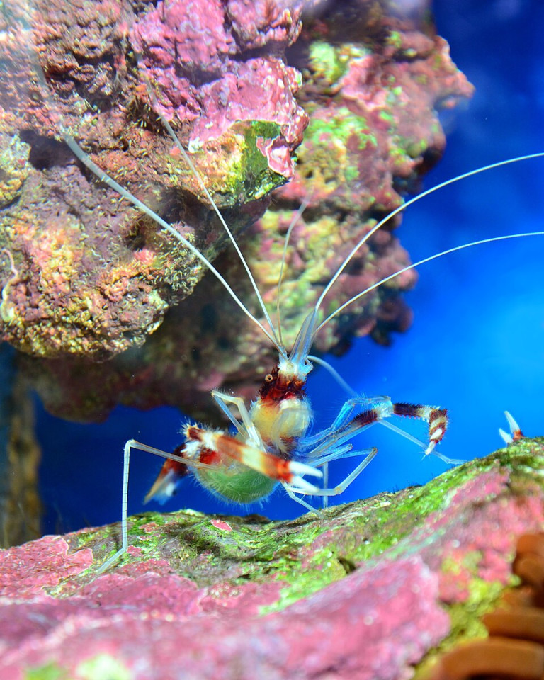 Banded Boxer Shrimp - Stenopus hispidus