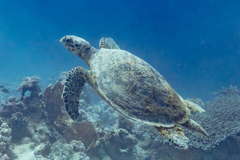 Hawksbill Sea Turtle - Eretmochelys imbricata