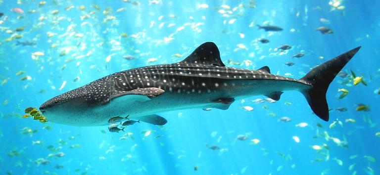 Whale Shark - Rhincodon typus