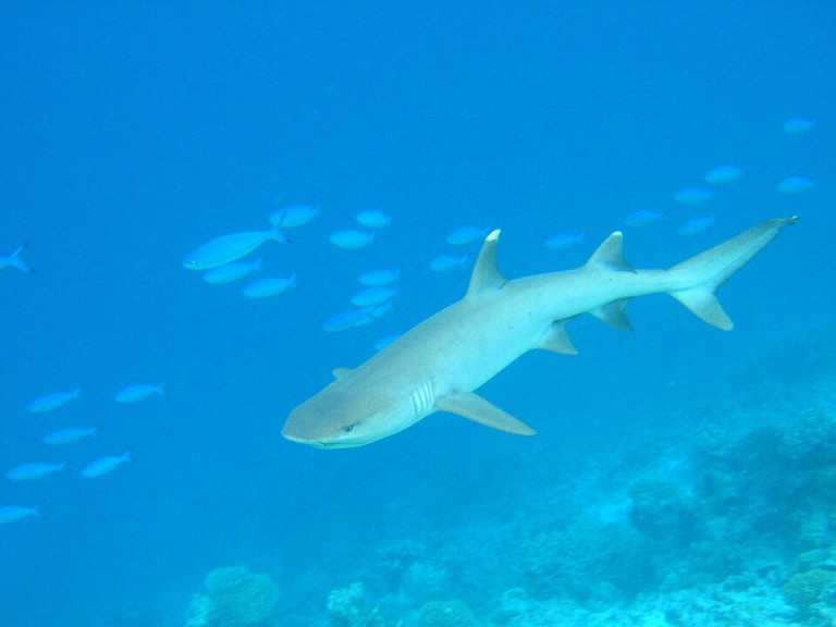 White-Tip Reef Shark - Triaenodon obesus