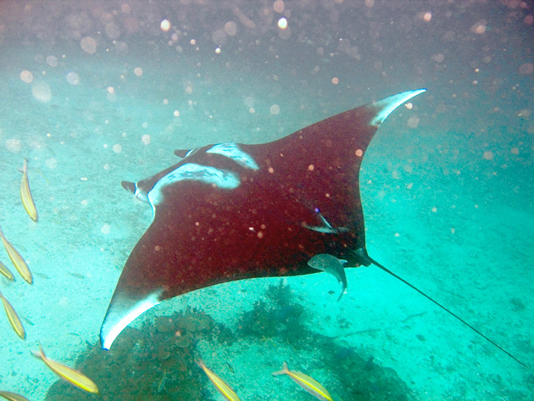 Manta Ray - Mobula birostris
