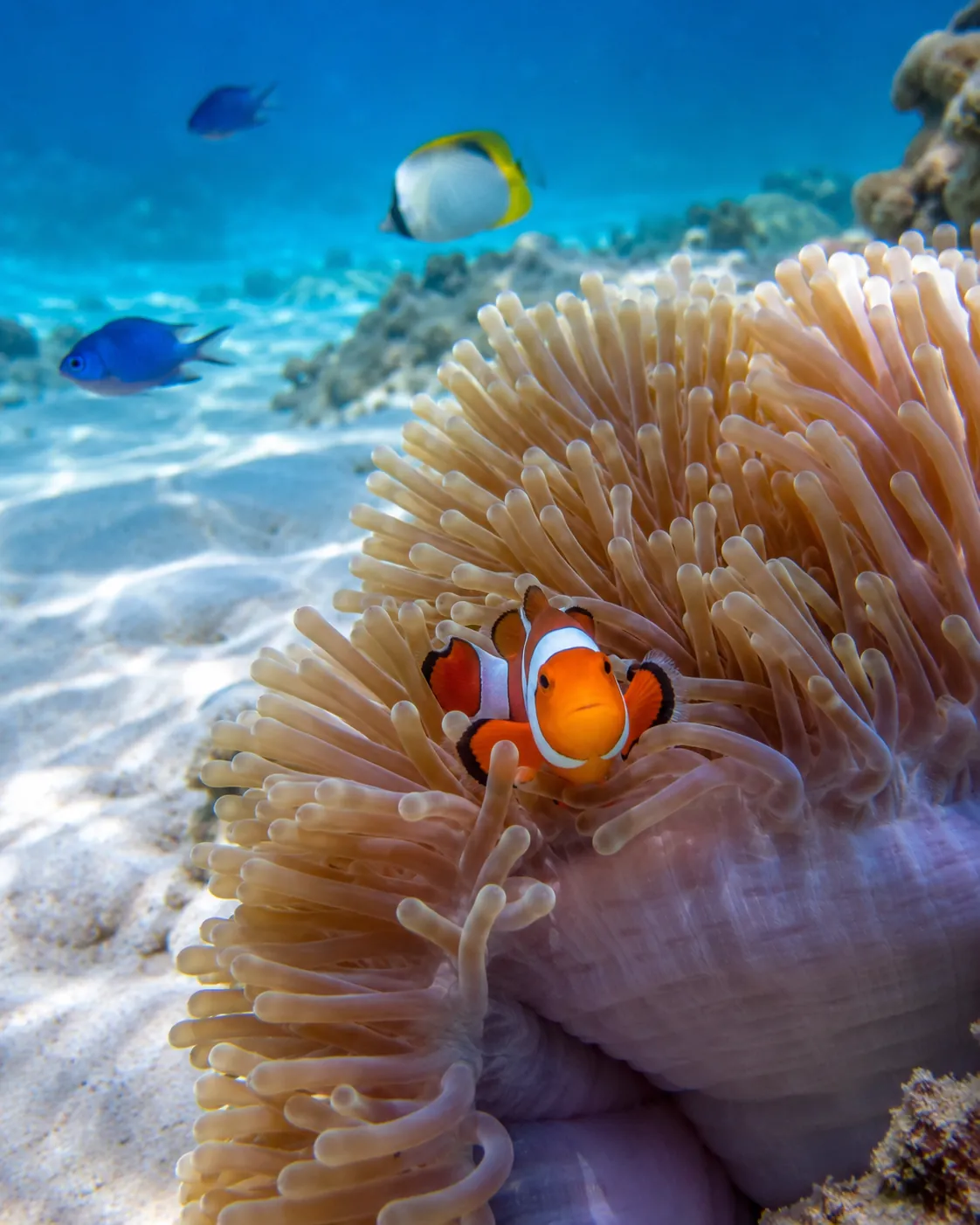 Clownfish in an anemone at Nemo Reef, Havelock Island