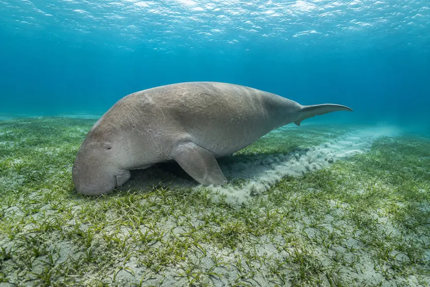 Dugong grazing on a seagrass meadow near Neil Island
