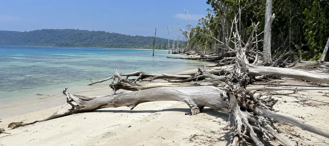 Fallen sun bleached trees on the shoreline of Elephant Beach, Havelock Island