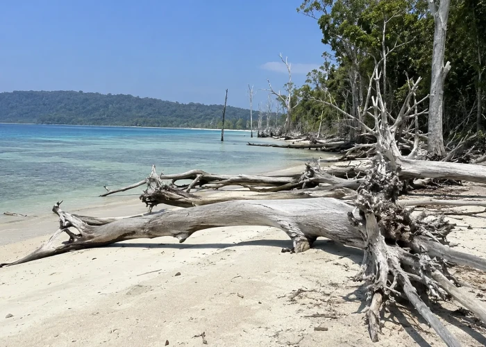 Fallen sun bleached trees on the shoreline of Elephant Beach, Havelock Island