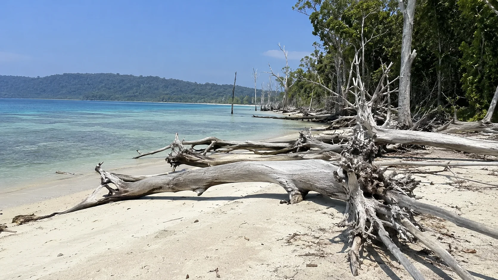 Fallen sun bleached trees on the shoreline of Elephant Beach, Havelock Island