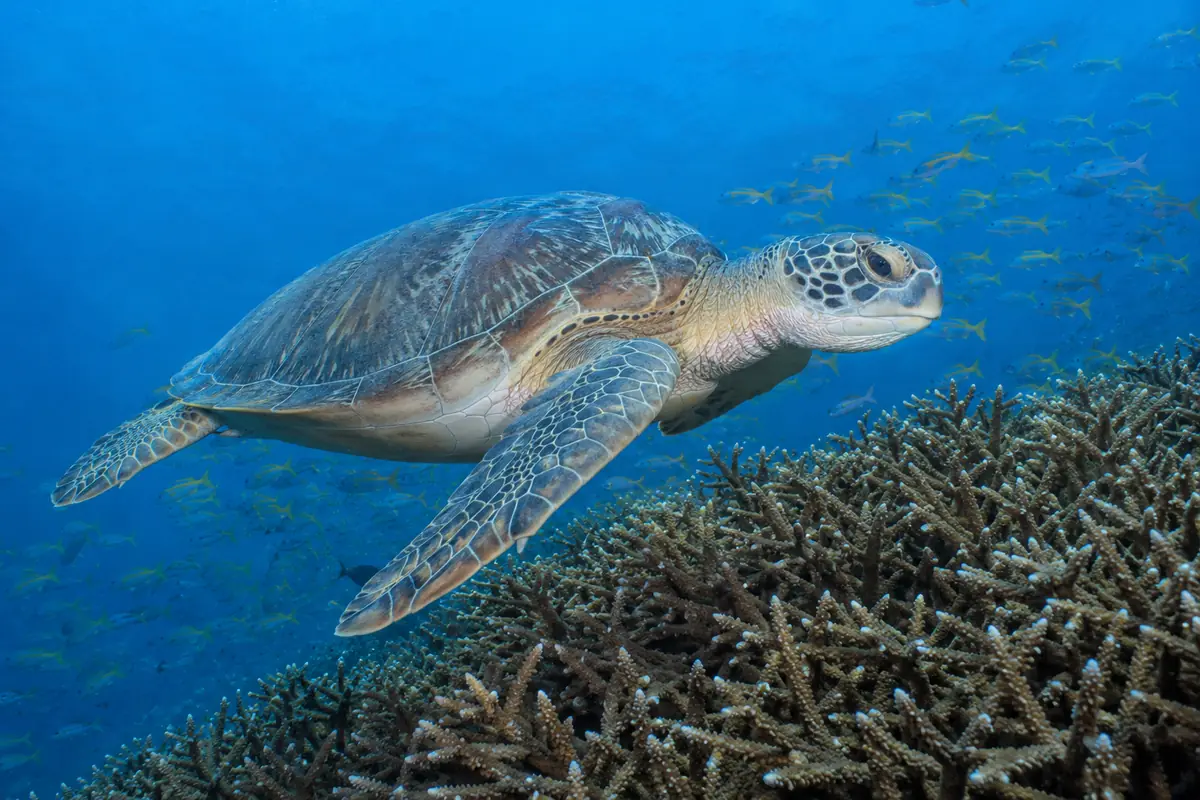 Green sea turtle over staghorn coral at a Havelock dive site