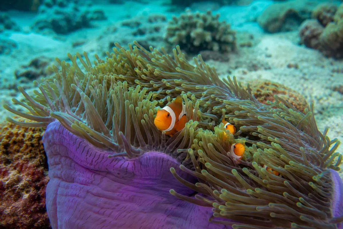 Clownfish in an anemone at Nemo Reef, a beginner scuba diving site in Havelock