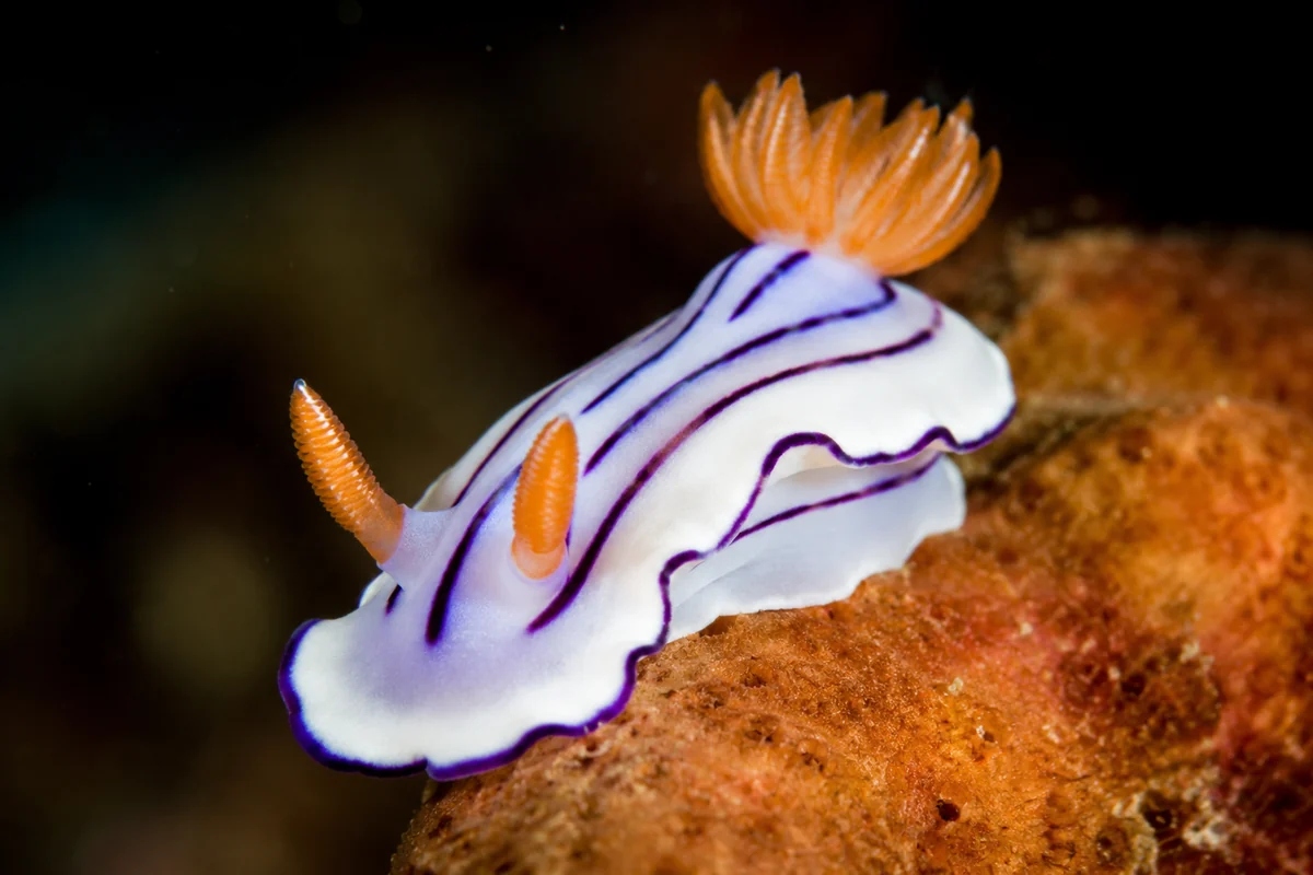 Nudibranch on the reef at a Neil Island macro dive site
