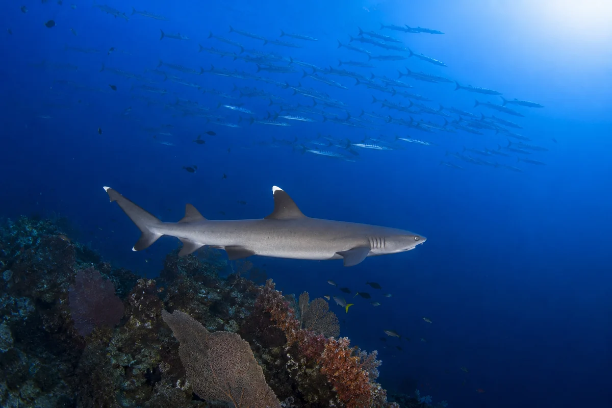 White-tip reef shark over a deep dive site in Havelock