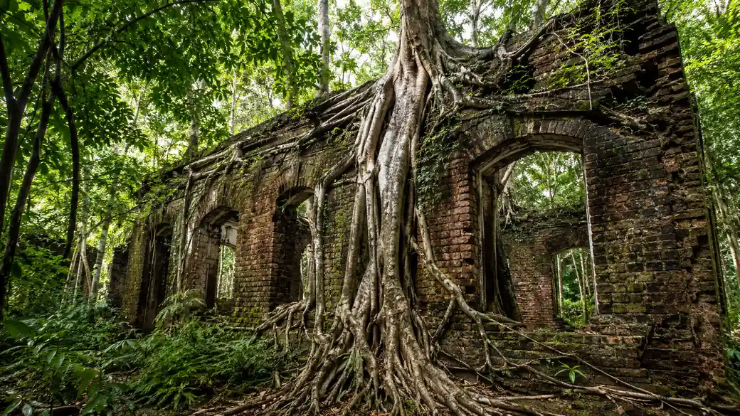 Banyan roots growing over colonial ruins on Ross Island near Port Blair
