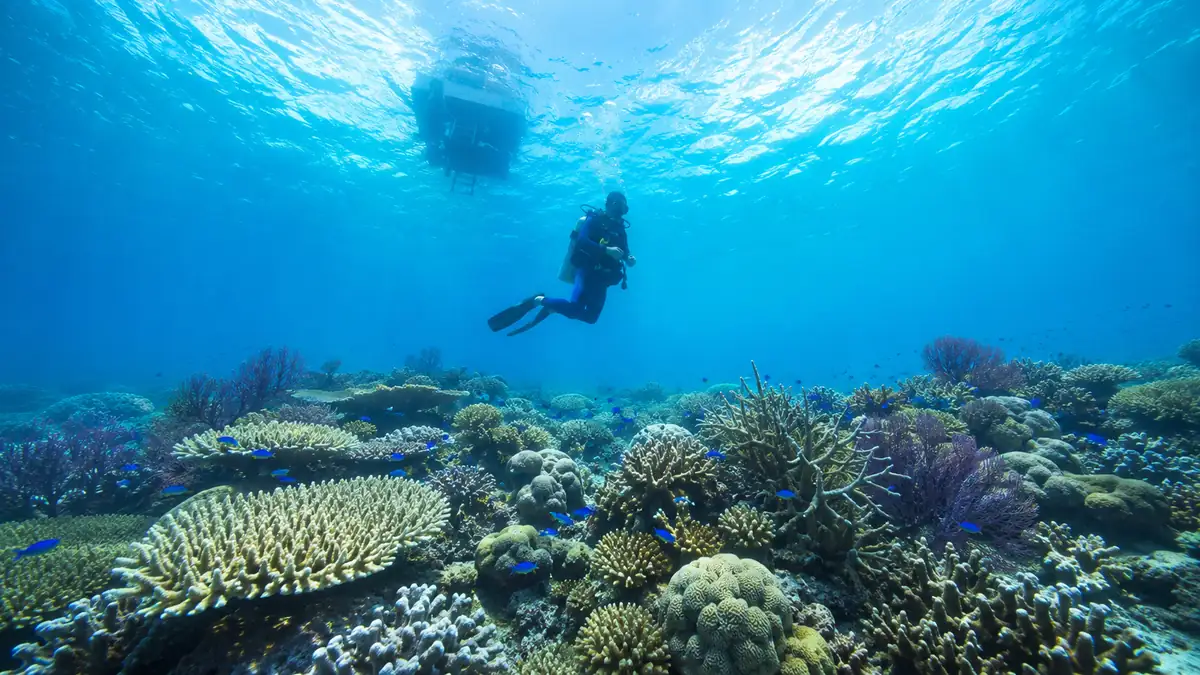 Scuba diver gliding over a healthy coral reef in Havelock, Andaman