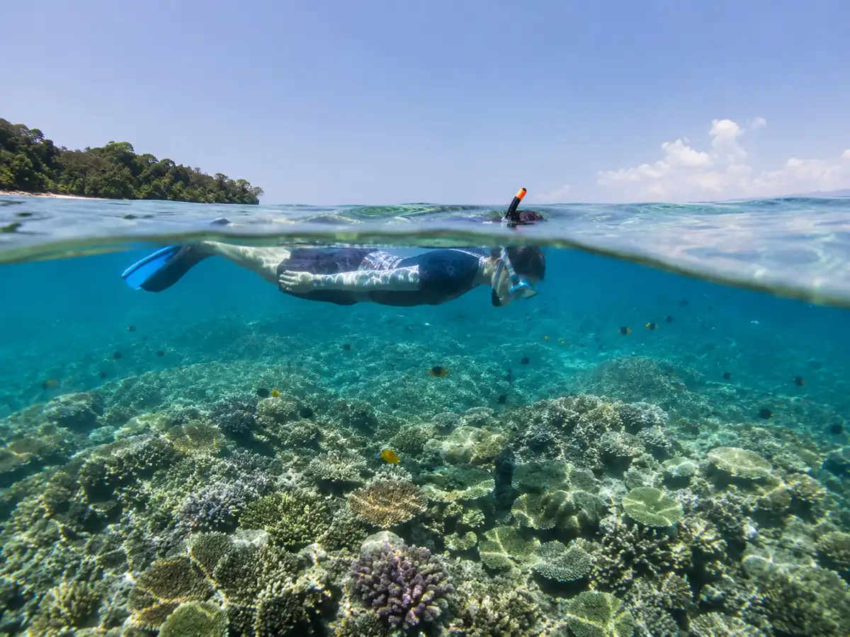 Snorkeller floating over a hard coral reef in Havelock, Andaman