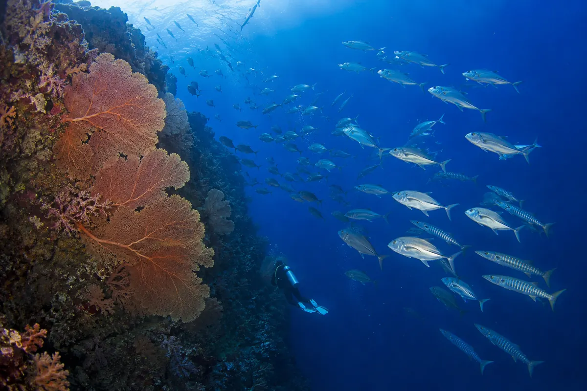 School of jacks and a sea fan along a wall dive site off Havelock Island