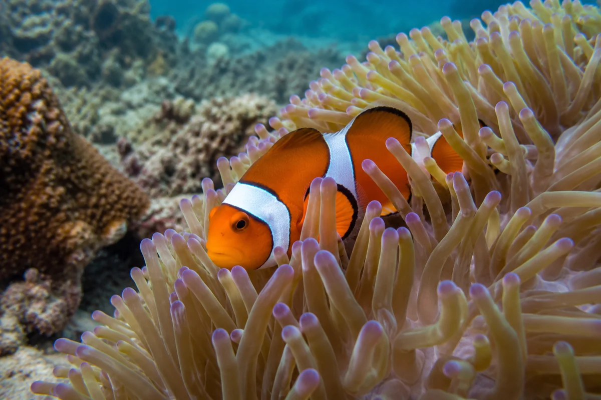 Clownfish in an anemone in the shallows at Nemo Reef, typical marine life on an Andaman shore dive