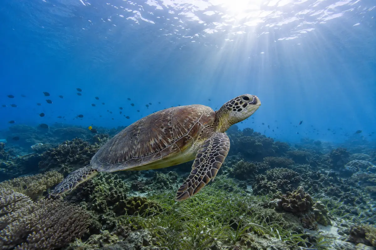 Green turtle swimming over seagrass at a boat dive site near Havelock, Andaman