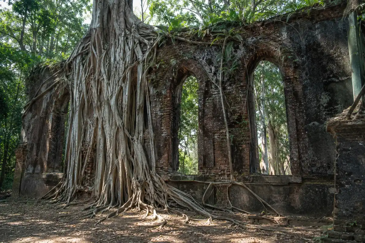 Giant ficus tree roots covering the arched brick ruins of the British church on Ross Island, Port Blair