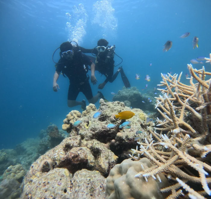 Angelfish beside staghorn coral with two divers passing behind, Ritchie's Archipelago
