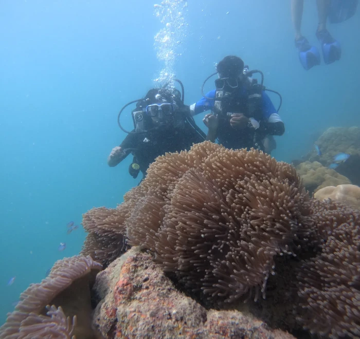 Bed of sea anemone tentacles on a coral boulder with divers above
