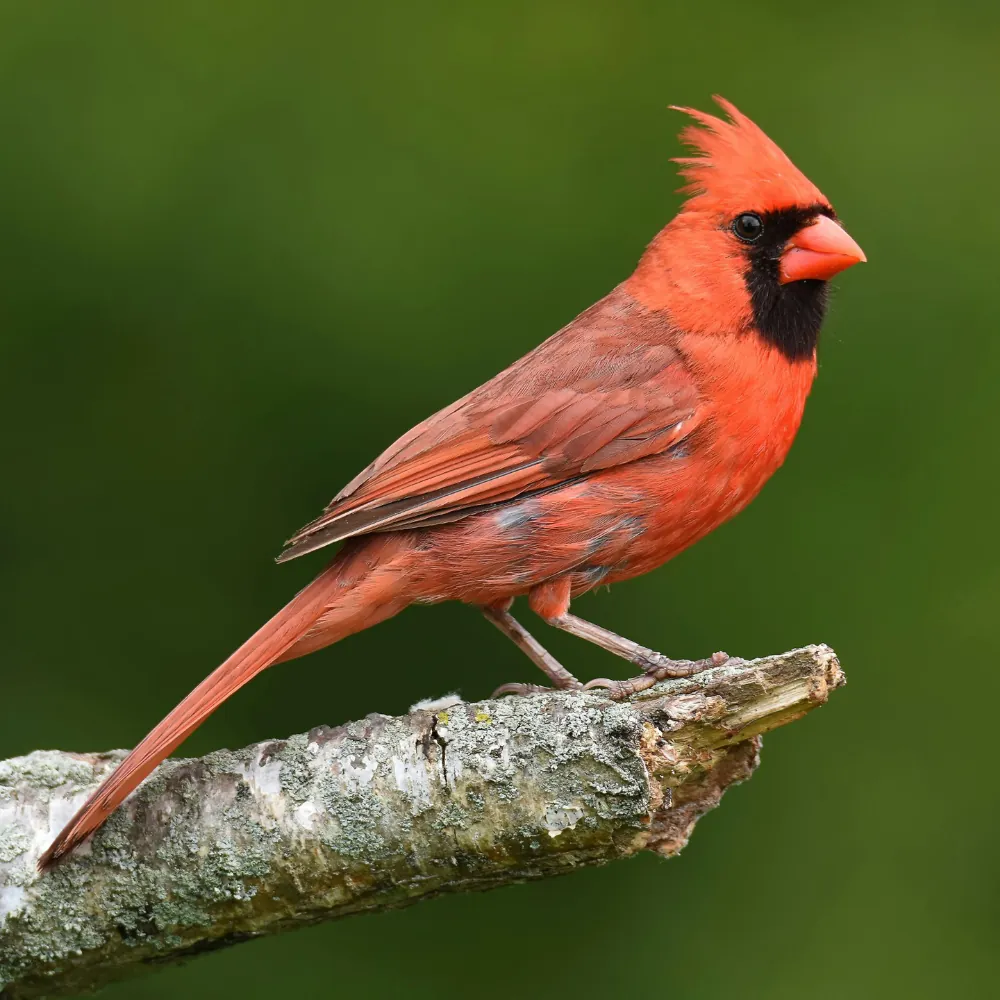 Bird Watching — Frogman Adventures, Havelock Island