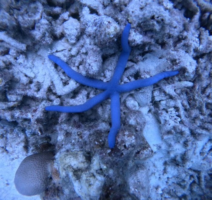 Blue starfish resting on the reef, a common find for divers in the Andamans