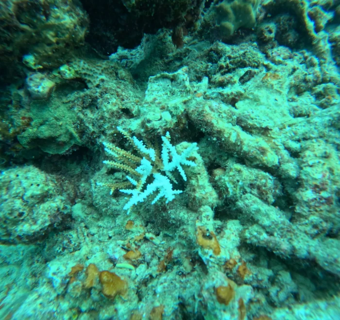 Blue tipped staghorn coral growing among the rubble in the Andaman Sea