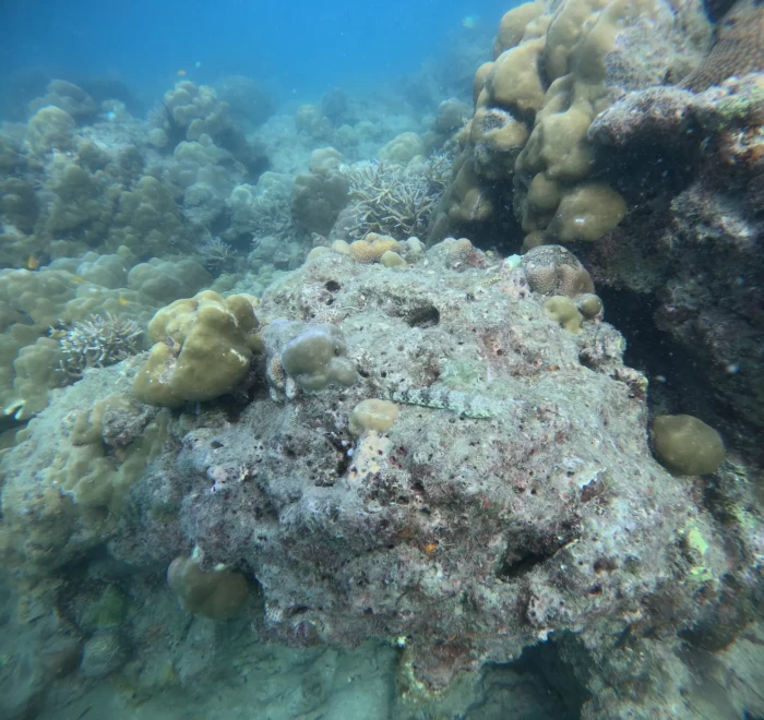 Boulder corals and reef rubble on the seabed off Havelock Island