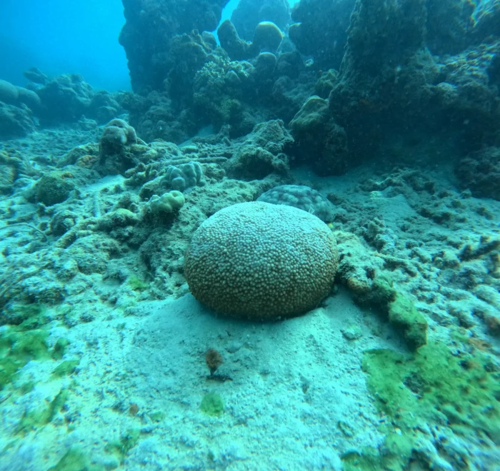Brain coral sitting on the sandy seabed beside the reef