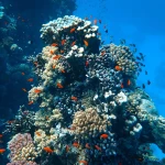 The Slope with Frogman Adventures, Havelock Island