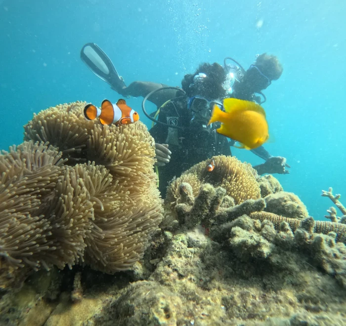 Clownfish in its anemone with a butterflyfish and a diver behind