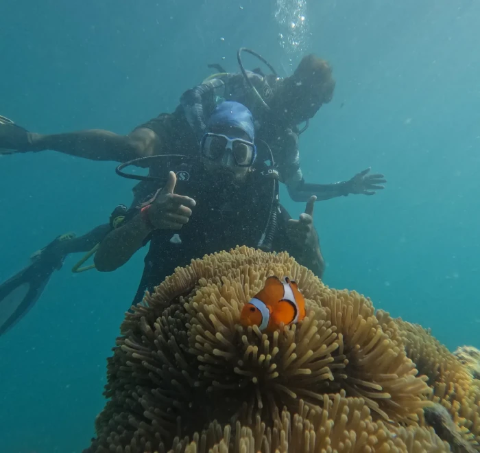 Clownfish in its anemone with a diver finning past overhead