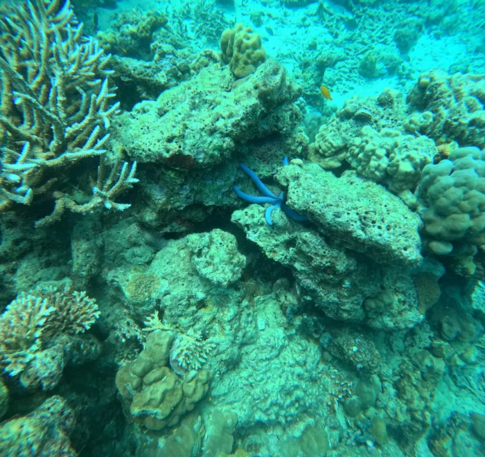 Coral garden with a blue starfish resting on the reef