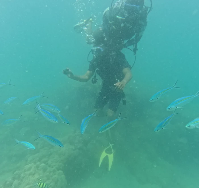 Diver among a school of blue fusiliers