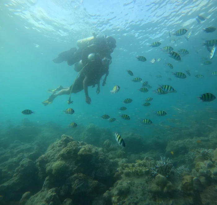 Diver among a school of sergeant major fish