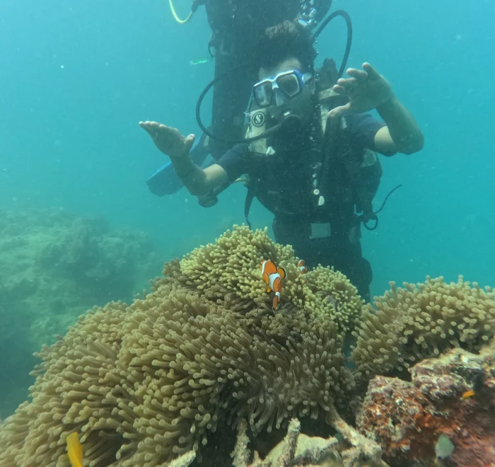 Diver above an anemone with a clownfish sheltering inside