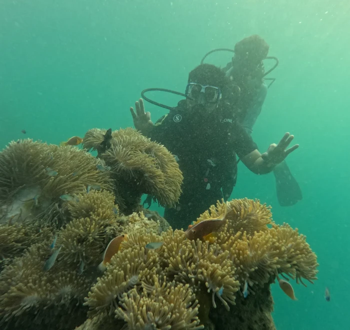 Diver above a bed of sea anemones