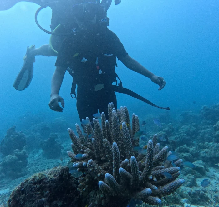Diver above a blue tipped staghorn coral colony in the Andaman Sea