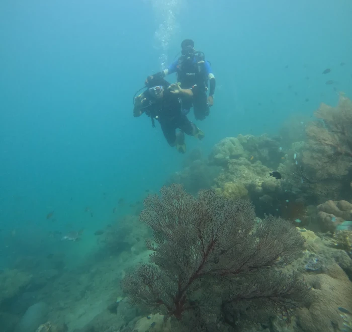 Diver above a bush of soft coral