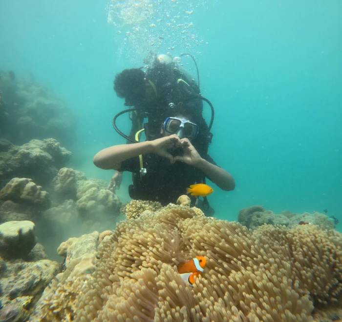 Diver above a clownfish anemone on the reef