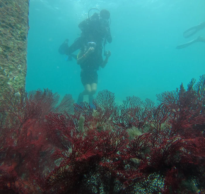 Diver above a field of red soft coral on a deeper Havelock Island dive