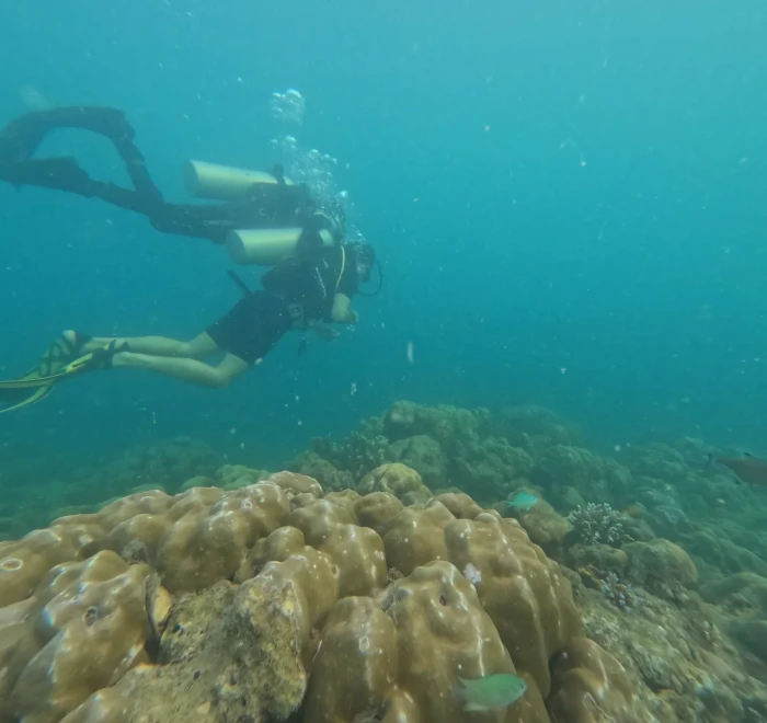 Diver finning above a coral head on the reef